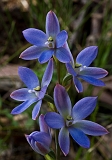 Thelymitra media Tall Sun-orchid 1